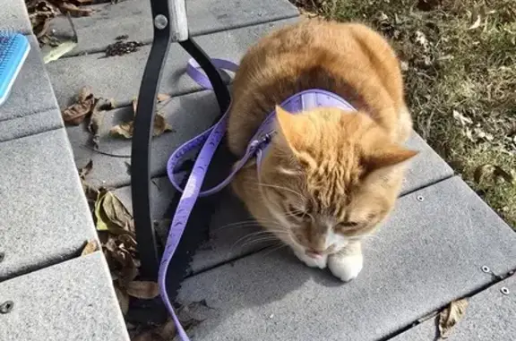 Lost Female Orange Cat in Louisville