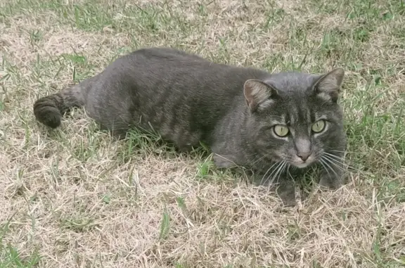 Animaux perdus Saint-Philbert-de-Grand-Lieu, photo: Chat gris Didou perdu à Saint-Philbert