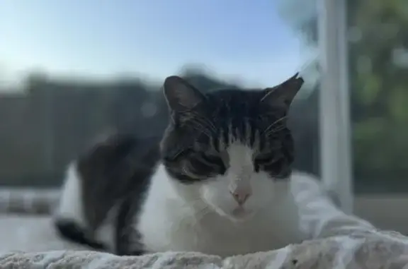 Chat perdu à Germigny depuis le 12/11/24 - photo