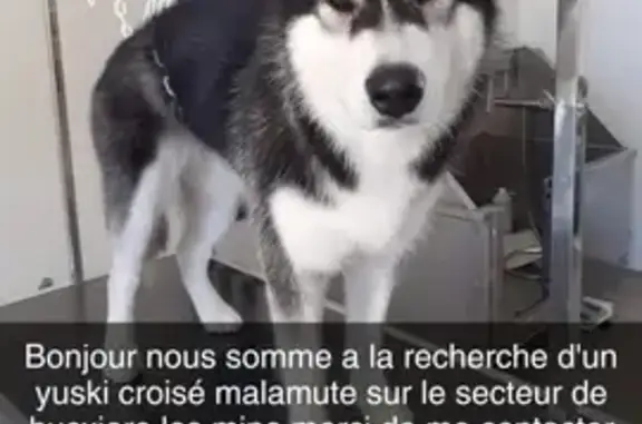 Chien perdu Buxières-les-Mines, photo : Chienne disparue à Buxières-les-Mines