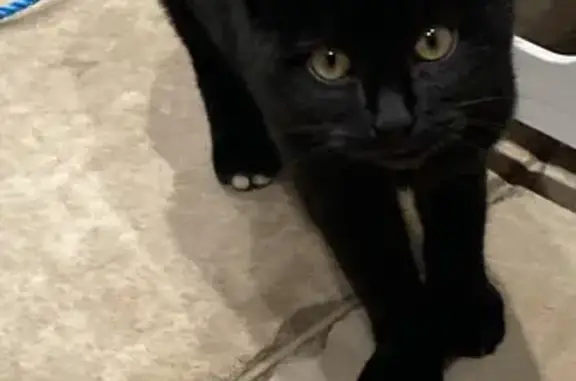 Animaux trouvés Pulligny, photo: Chatte noire et blanche trouvée à Pulligny