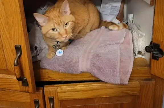 Lost Orange Tabby: Granite Dr, Shakopee