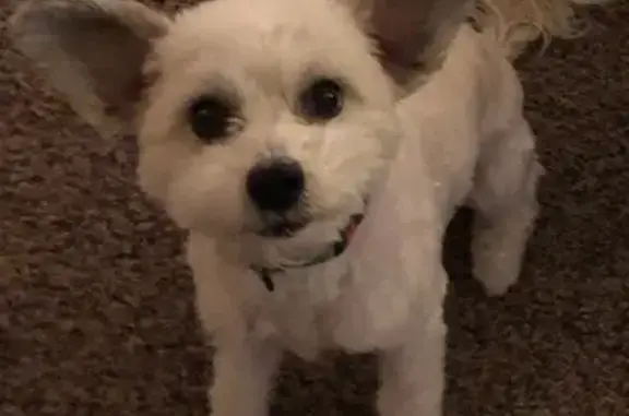 Missing: Male Chinese Crested in Worcester