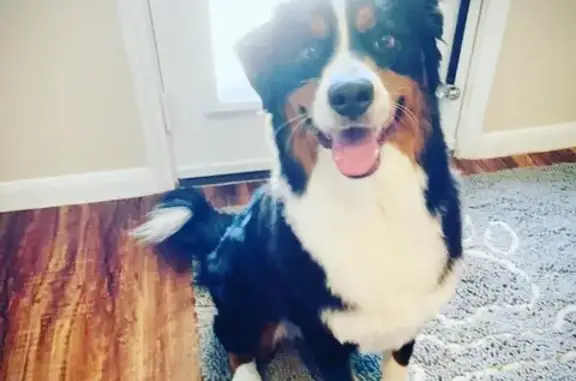 Lost Bernese Aussie Mix on Spanish Grant