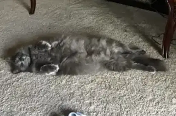 Fluffy Grey Cat Missing in Oak Ridge