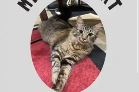 Missing Brown Tabby Cat in Toronto