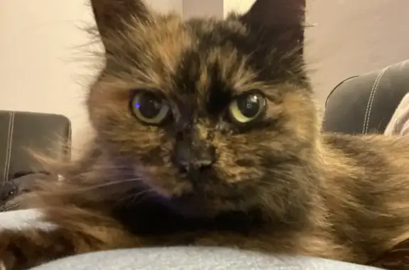 Chat trouvé : femelle écaille de tortue - photo