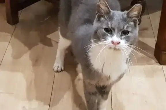 Chat trouvé affamé à Besançon - photo