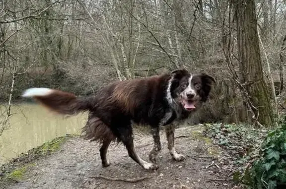 Chien perdu , photo : Border Collie disparu à Marcilly-en-Villette