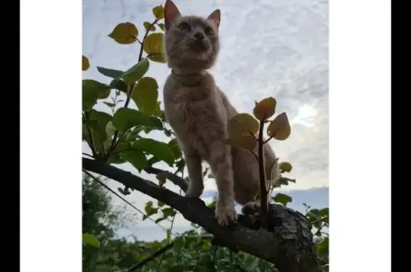 ¡Gato Perdido en Carretera de la Isla, Gijón!