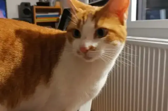 Animaux perdus Tarbes, photo: Chatte blanche et rousse perdue à Tarbes
