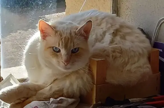 Animaux perdus , photo: Chat mâle blanc/roux perdu à Saint-Christophe
