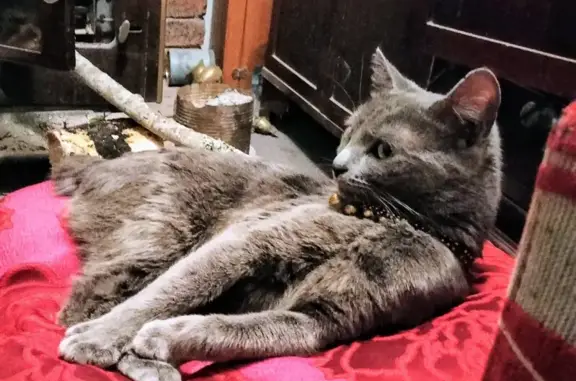 Lost Grey Cat: Ashee on Brangus St