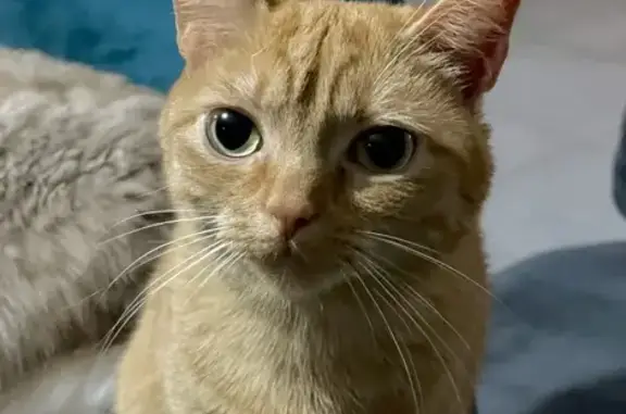 Animaux perdus , photo: Petite chatte rousse perdue à Roussy-le-Village
