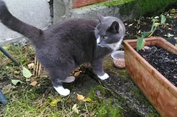 Chat trouvé Montreuil, photo: Chat gris trouvé à Montreuil, place Carnot