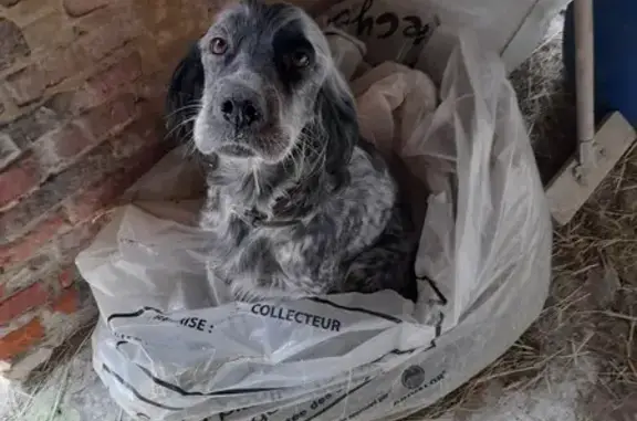 Animaux perdus , photo: Chienne Setter perdue à Morvillers