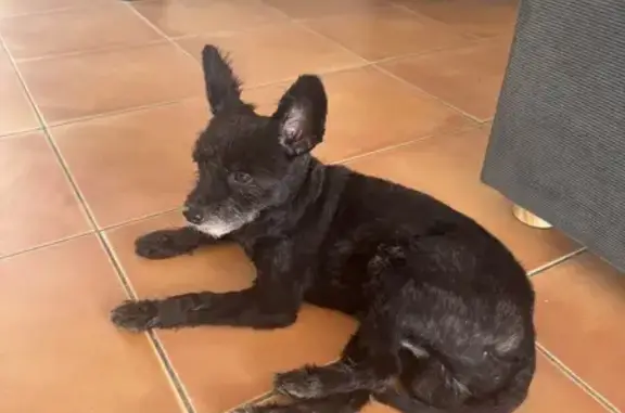 Petit chien noir trouvé aux Abymes - photo