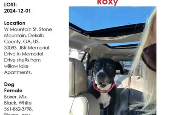 Lost Boxer Mix in Stone Mountain, GA