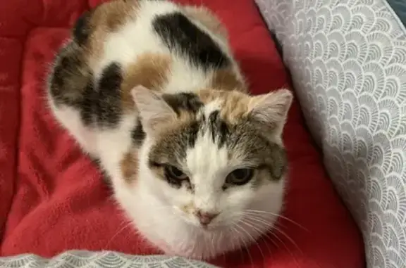 Chat tricolore trouvé à Arnay-le-Duc - photo