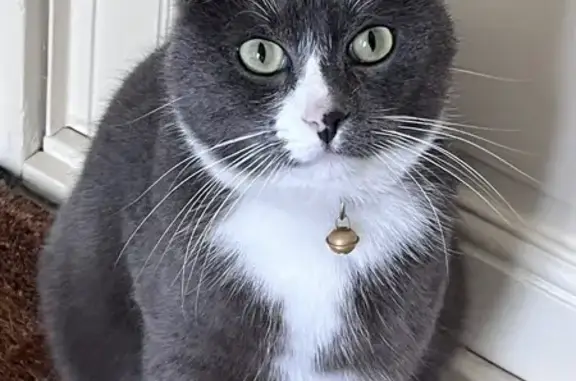 Chat trouvé Montreuil, photo: Chat trouvé avec grelot à Montreuil