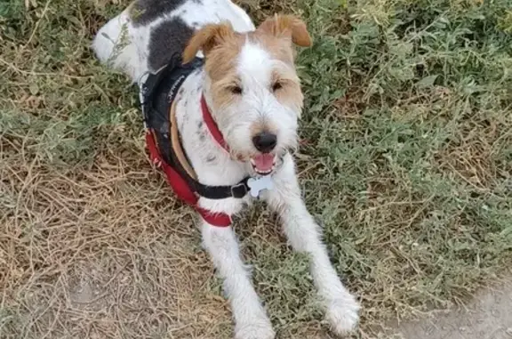 Chien perdu Rochefort-du-Gard, photo : Fox terrier tricolore perdue à Rochefort