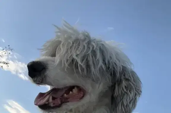 Lost Sheepadoodle: Salt Lake City Area