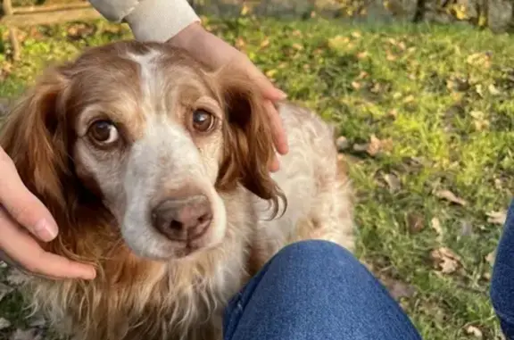 Chien trouvé , photo: Épagneul breton trouvé, boule à la nuque