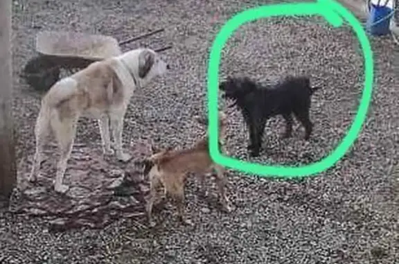 ¡Perro de Agua Negro Perdido en Gabia Chica!