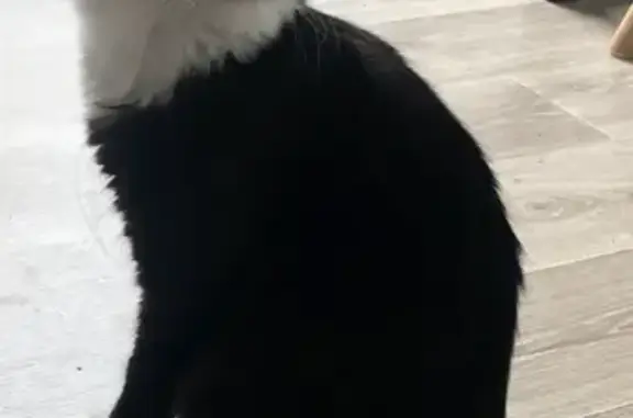 Chat perdu, , photo: Chat mâle noir et blanc perdu à Hem