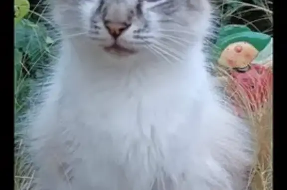 Chat perdu, Hénanbihen, photo: Chat birman disparu à Hénanbihen