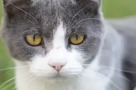 Animaux perdus Sevran, photo: Chat européen gris/blanc perdu à Sevran