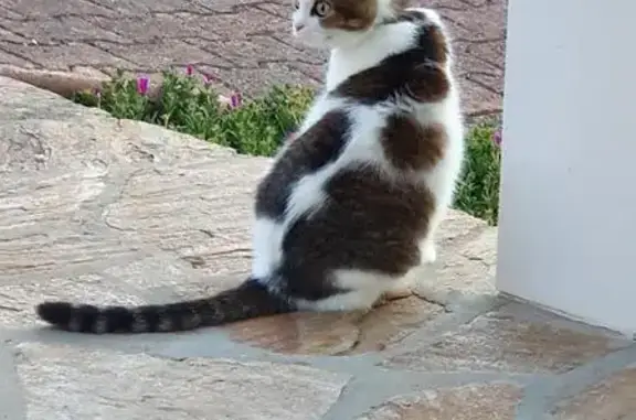 Animaux trouvés Aixe-sur-Vienne, photo: Chatte blanche tigrée grise perdue à Aixe