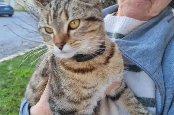 Animaux trouvés , photo: Chatte tigrée trouvée, sociable et câline
