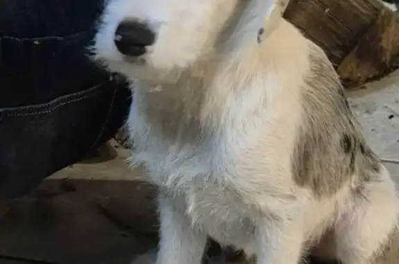 Animaux trouvés , photo: Chien bleu merle trouvé en Normandie