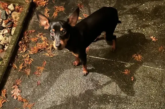 Chien trouvé Chemin de Matasset, Cadaujac - photo