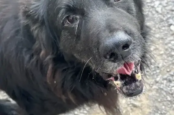 Chien mâle trouvé à Thézan-lès-Béziers - photo