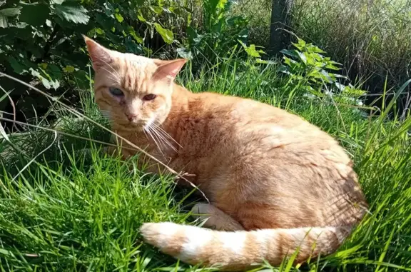 Animaux perdus Saint-Aubin-des-Bois, photo: Chat perdu, œil abîmé, rue Marceau