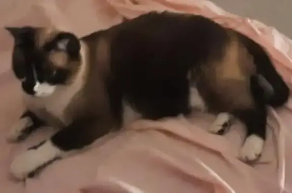 Chat perdu, Villeurbanne, photo: Chatte croisée siamois perdue à Villeurbanne