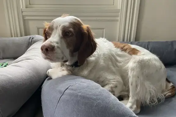 Missing Brittany Spaniel in Rockwood