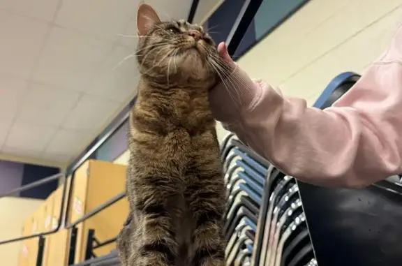 Friendly Black & Brown Cat Found in Grove City