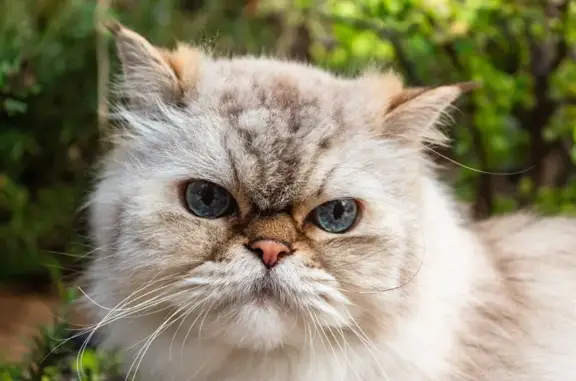 Lost: Blue-Eyed Persian Mix in San Diego