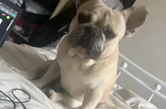 Bouledogue crème perdu, sociable, Le Cannet - photo