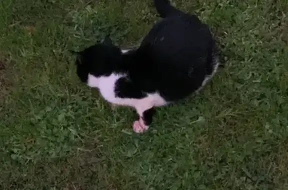 Chat trouvé , photo: Chat mâle trouvé non identifié au Quesnoy