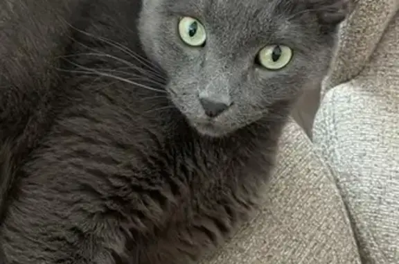 Animaux perdus Toulon, photo: Chat gris Kiwi perdu à Toulon