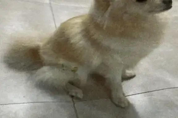 Chien Spitz disparu au Cannet - photo
