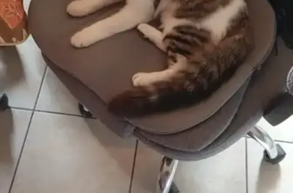 Chatte Européenne perdue à Cruseilles - photo