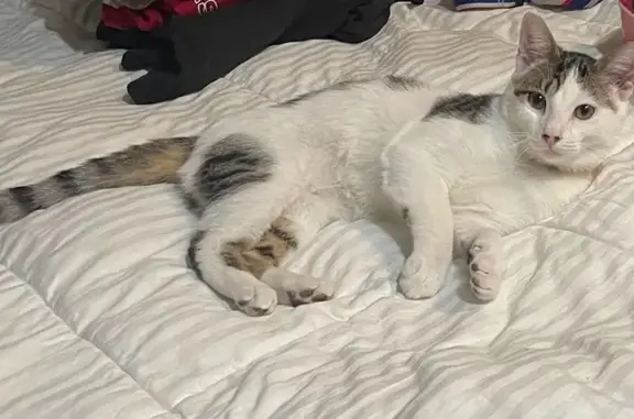 Chat blanc tacheté disparu à Montréal - photo