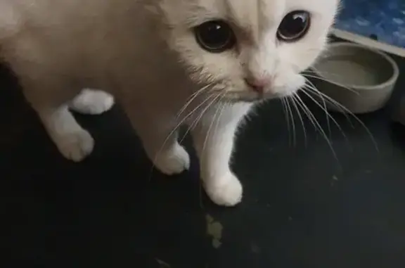 Chatte blanche sociable trouvée à Forbach - photo