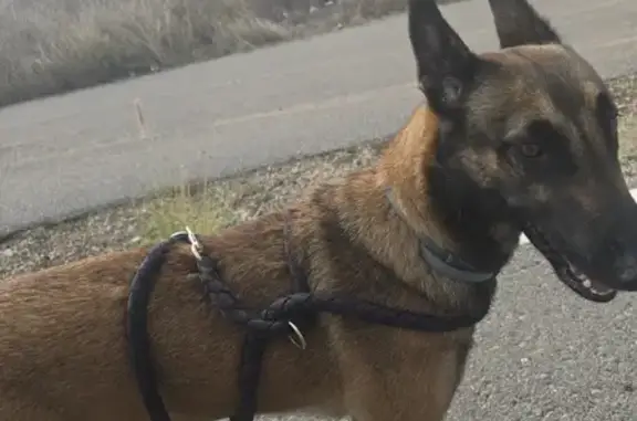 Perra Malinois Perdida en El Limonar, Torrevieja