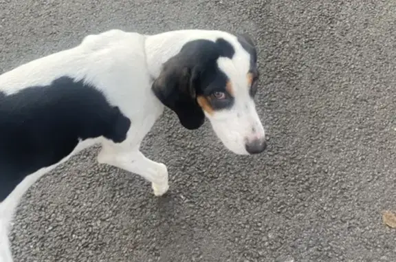Chien de chasse trouvé à Valdallière - photo